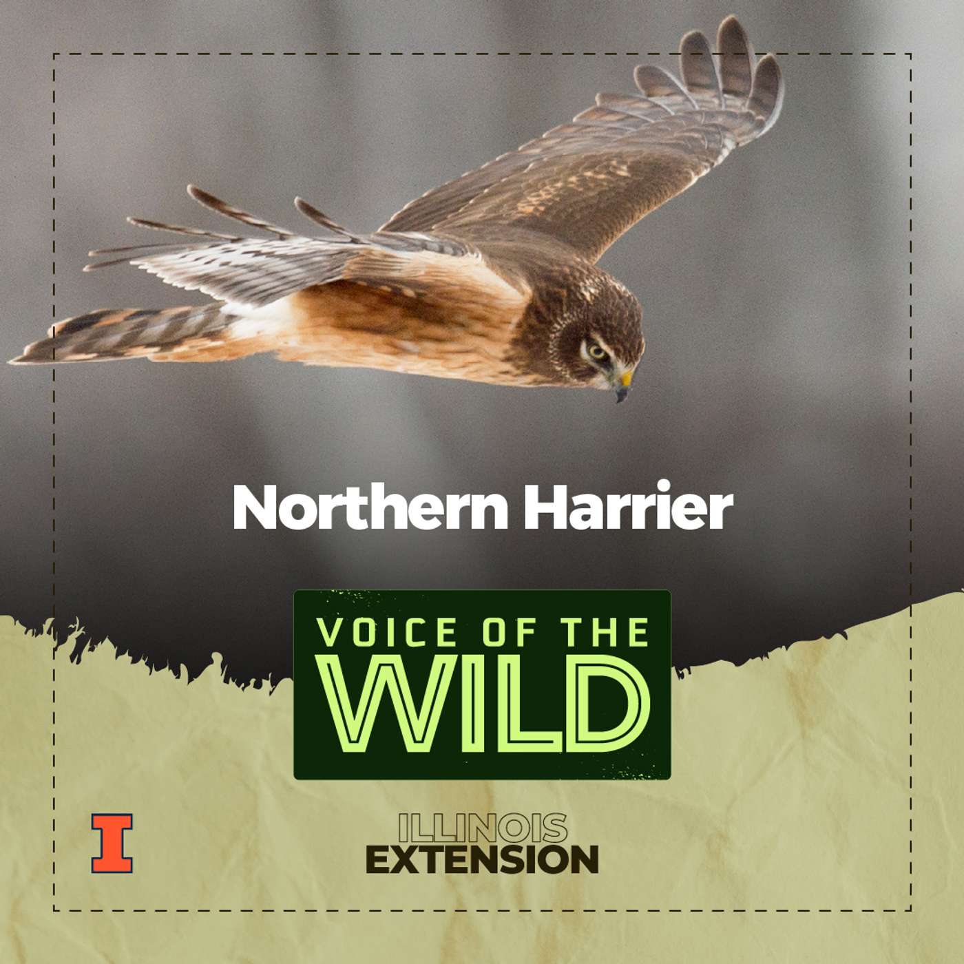 Episode 87: Northern Harrier – Voice of the Wild — Voice of the Wild cover