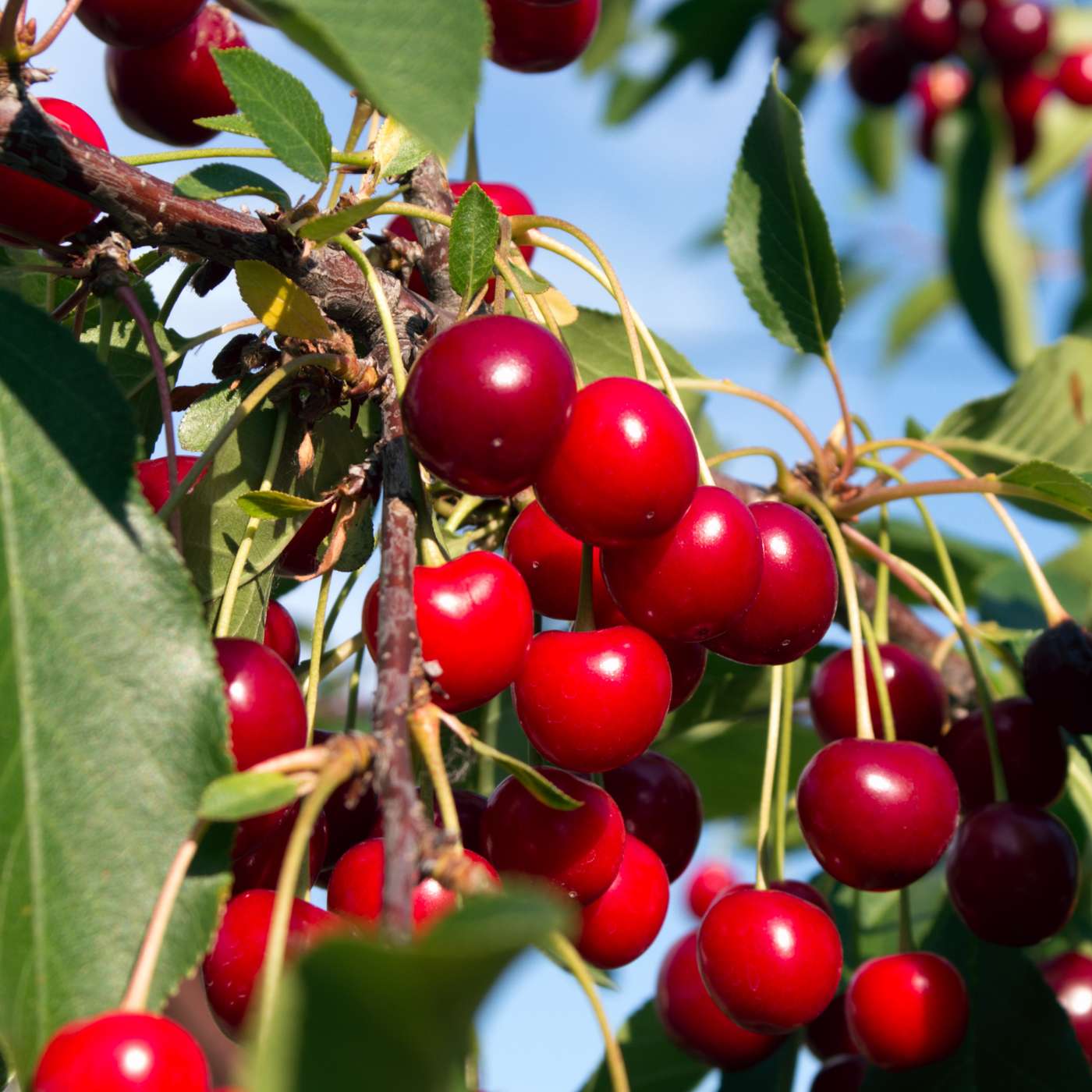 No Room For a Cherry Tree? Try a Cherry Shrub! with Dr. Bob Bors, Loretta Bors, and Virginie Gysel