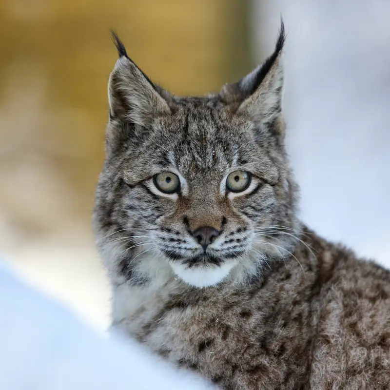 Lynx Protection And Trapping In Minnesota