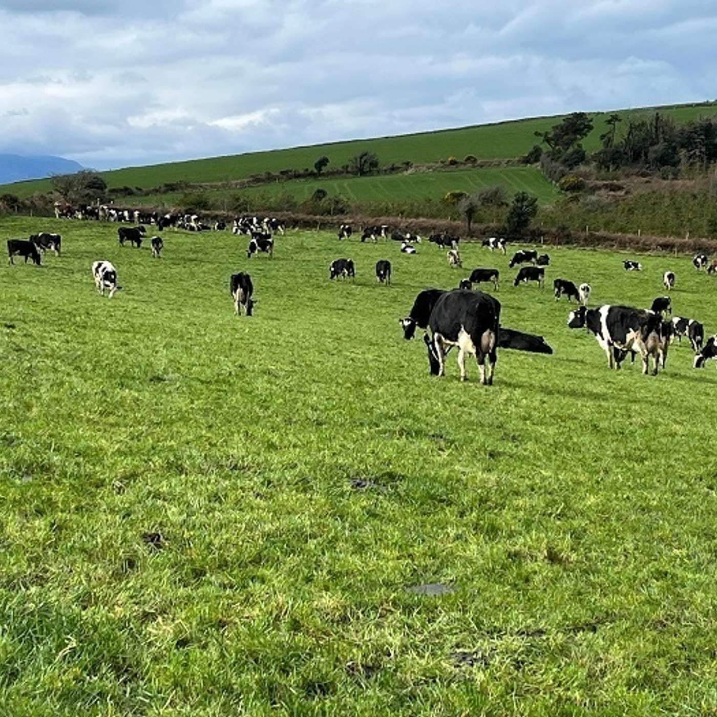Getting the balance between achieving optimum dairy cow intakes and good graze outs in early lactation