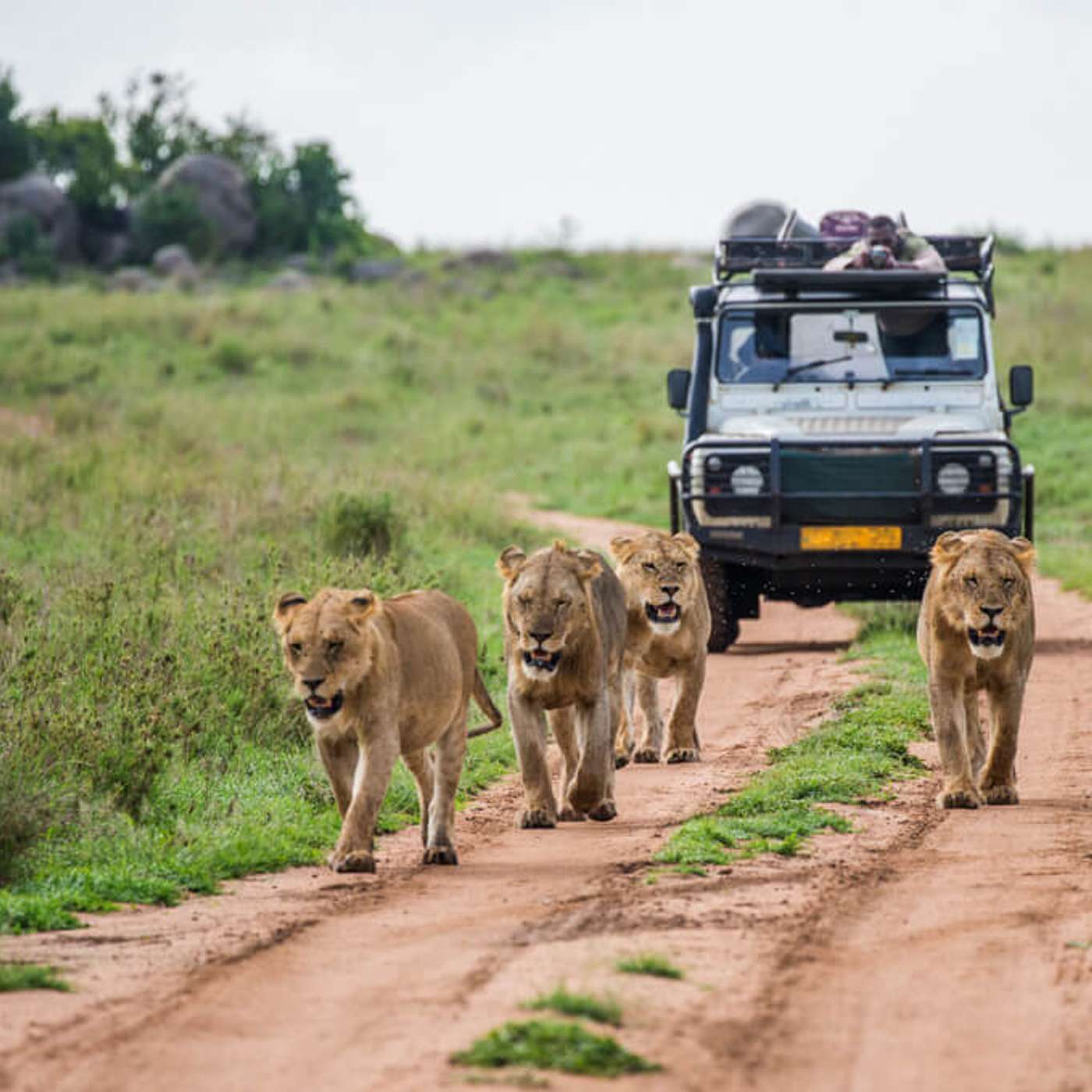 Sharjah Safari Reopens With New Exciting News! (24/09/26) episode artwork