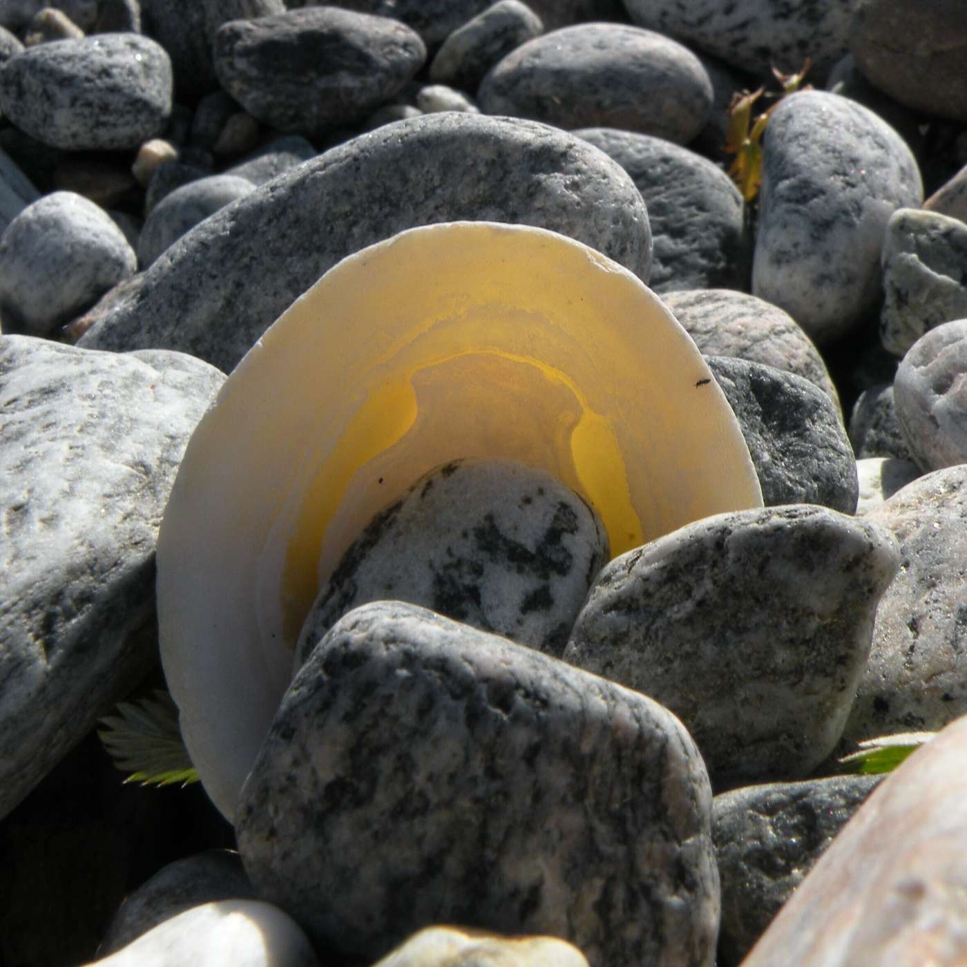 Karmels hage på St Rita Radio