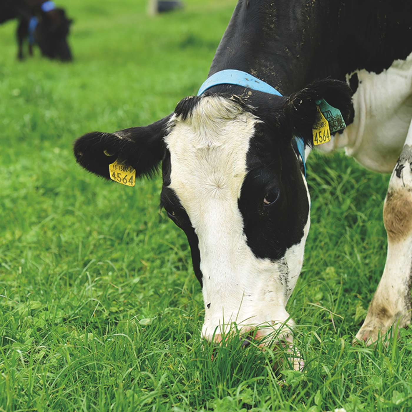 White Clover: Benefits, Challenges & Learnings with Mike Egan