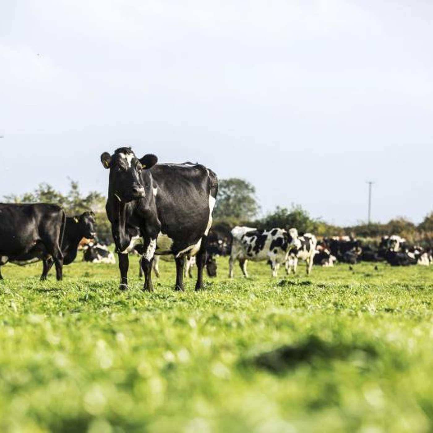 The Dairy Farming Year in Review Part 2