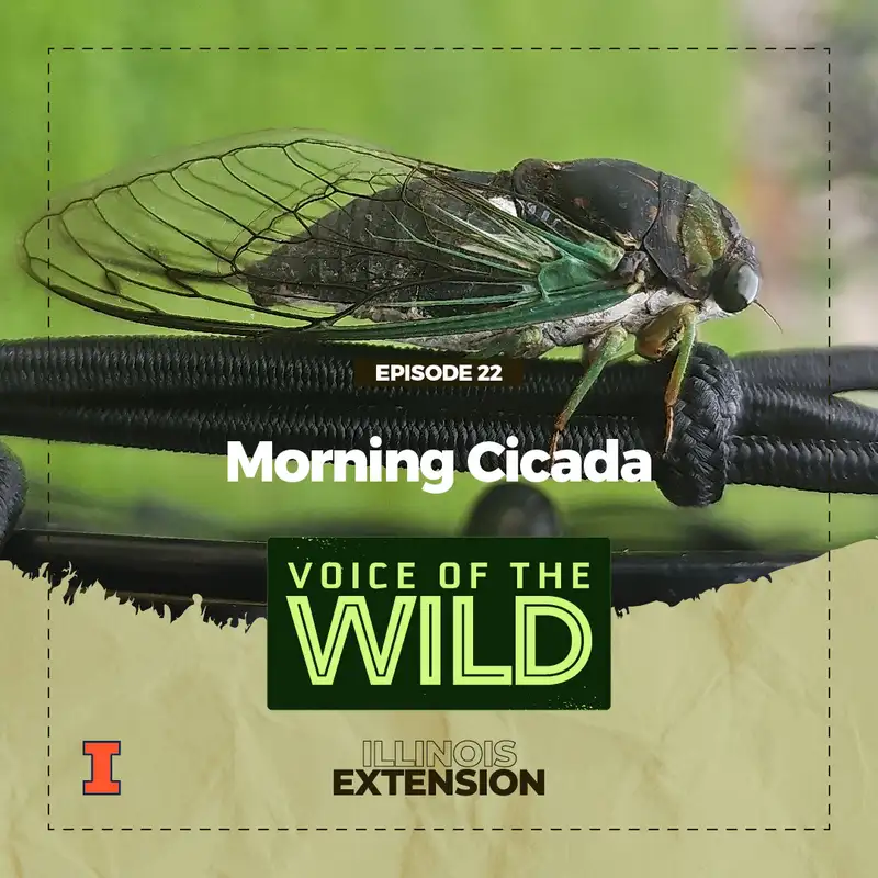 Episode 22: Morning Cicada – Voice of the Wild