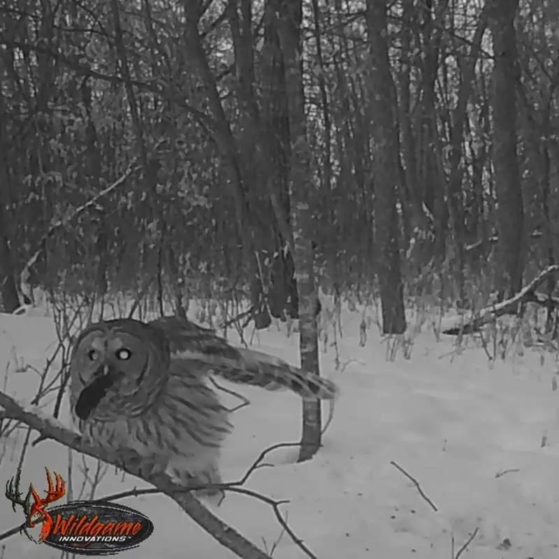 Deer Hunters Assist U of M Researchers In Studying Wildlife Food Webs