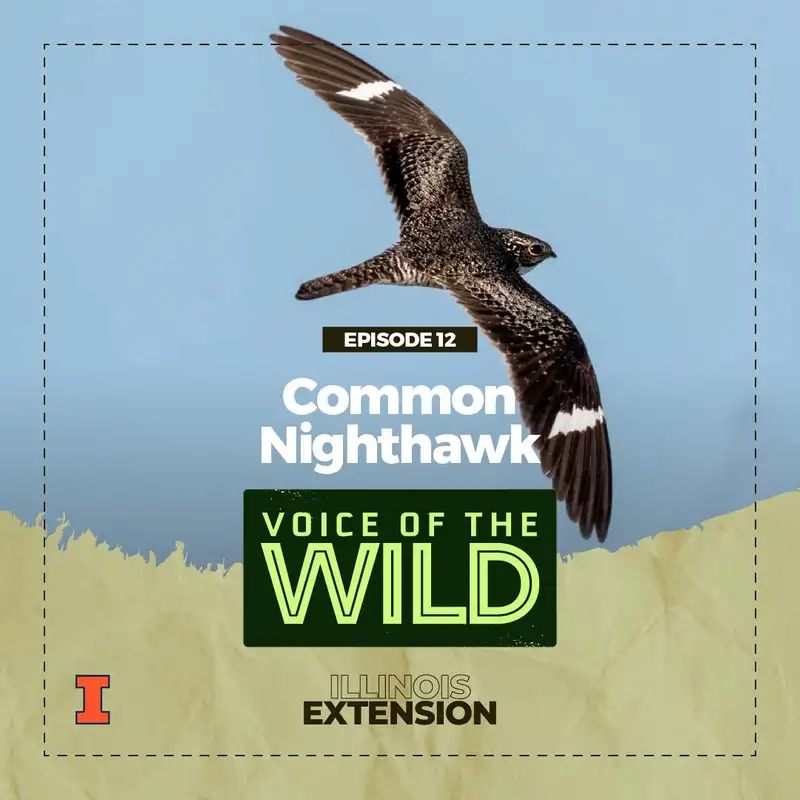 Episode 12: Common Nighthawk – Voice of the Wild