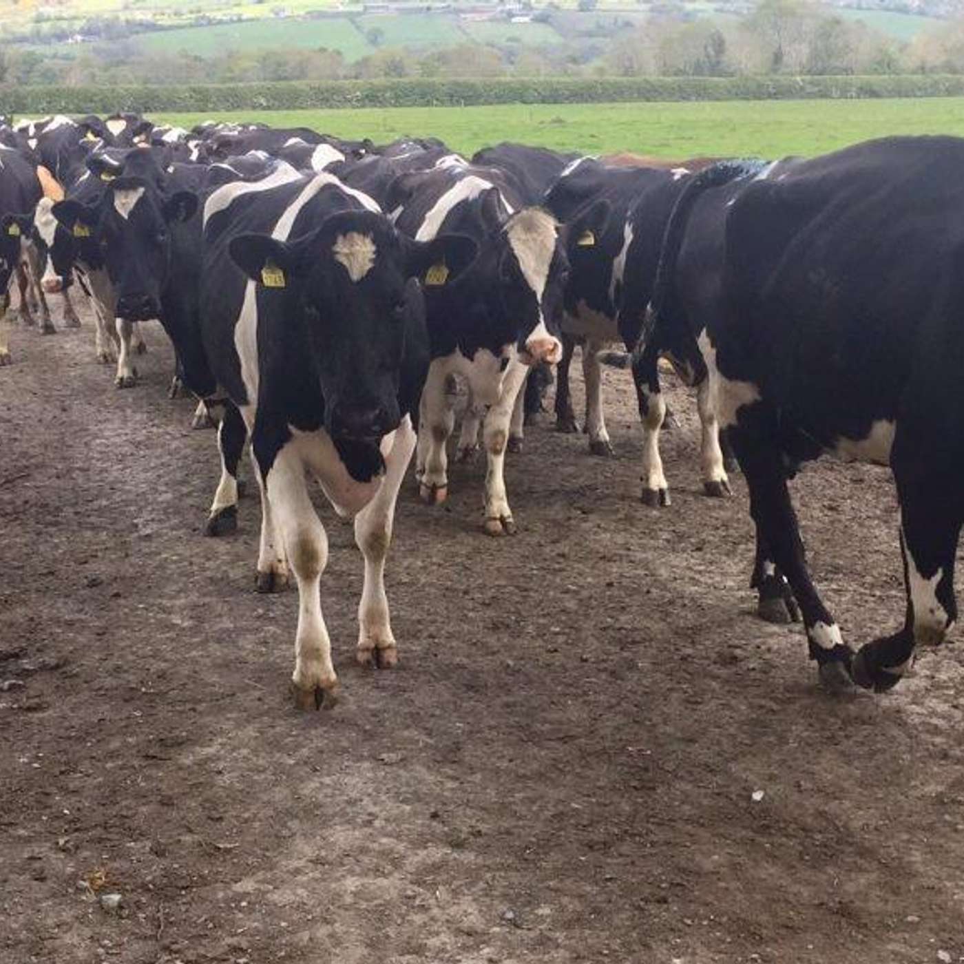 Management through this secondary drought