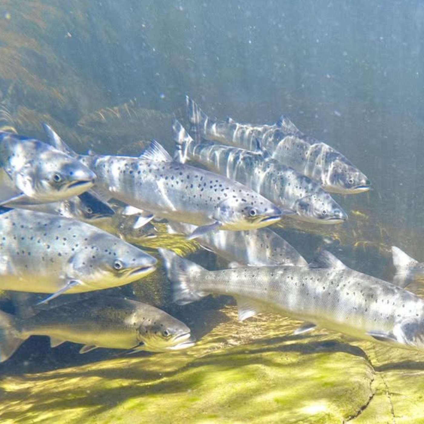 Rob Macfarlane: Rivers are alive and should have rights