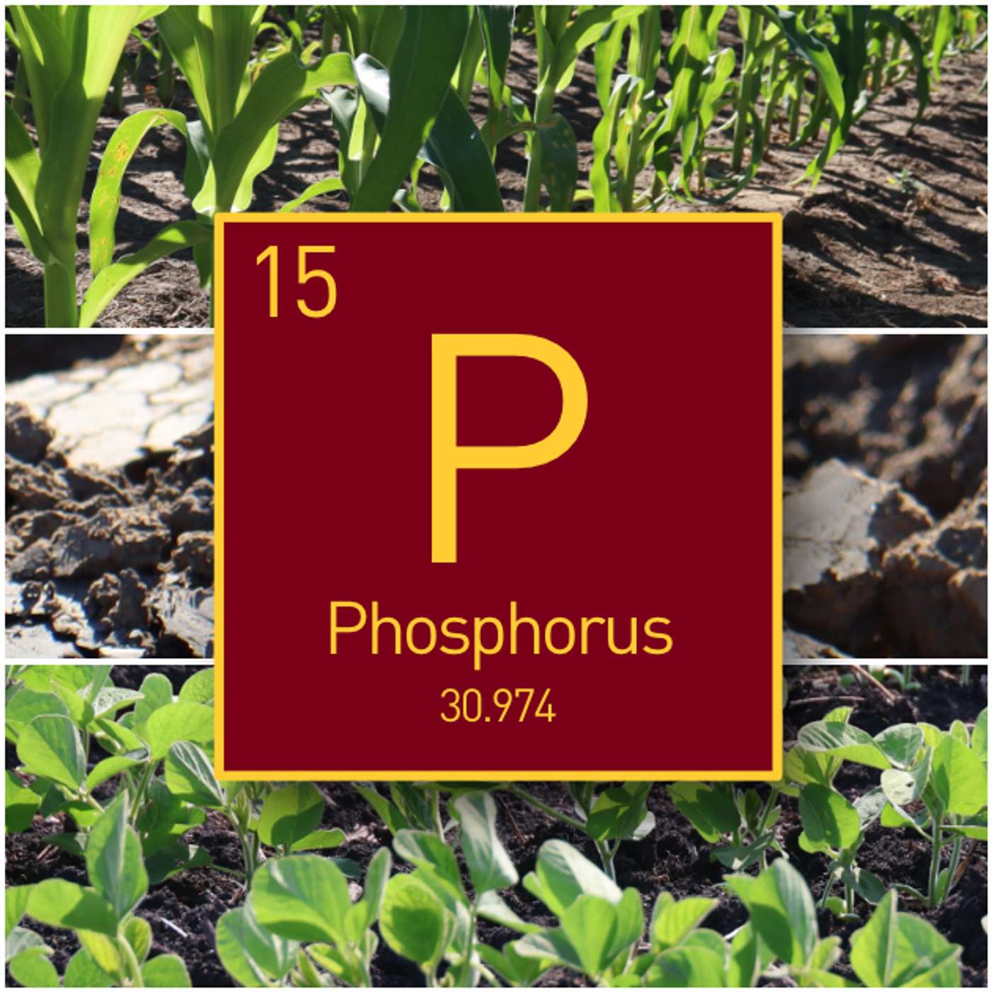 Phosphorus: Rate guidelines, sources & best practices for Minnesota, Midwest farmers