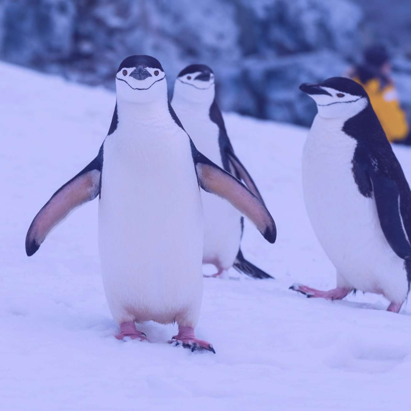 #248 | The Antarctic Treaty