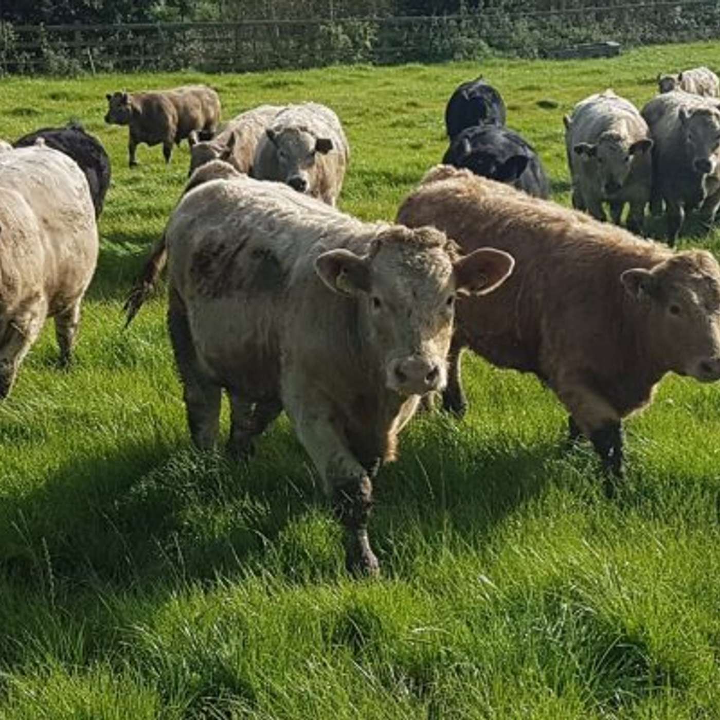 Bluetongue: Understanding the Threat