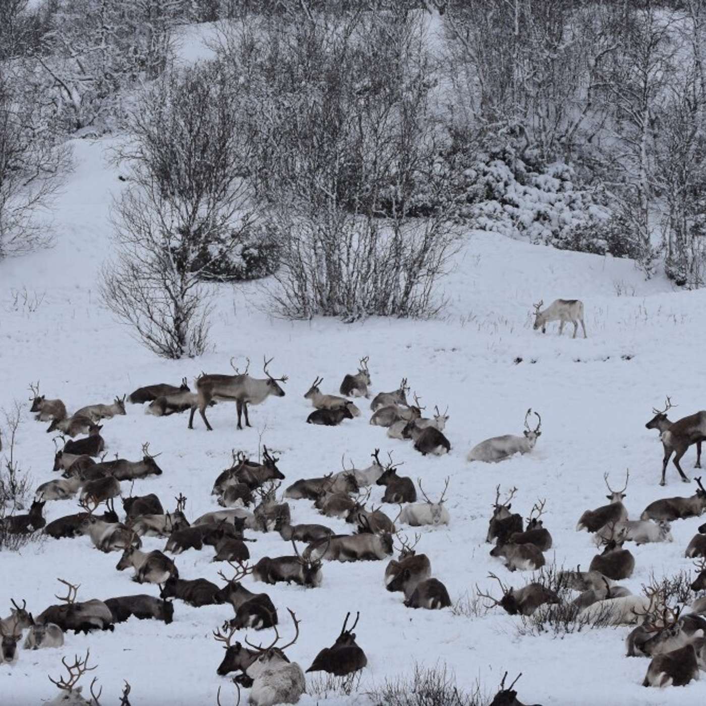На оленеводческих территориях найдены значительные запасы металлов