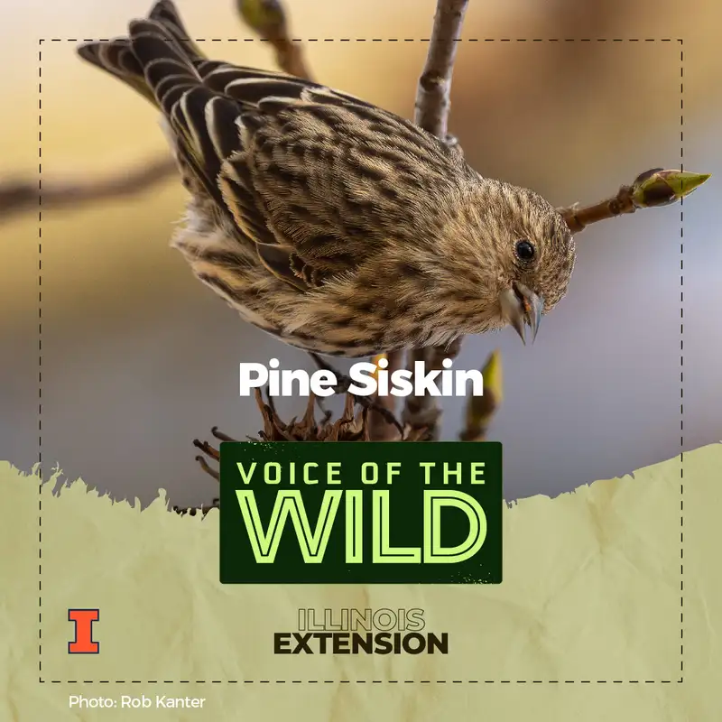 Episode 31: Pine Siskin – Voice of the Wild