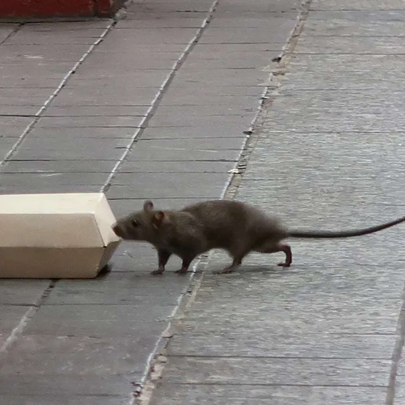 Philadelphia Shootout Ends in Standoff, New York Tops Rodent List, Trump Admin Defies Ad Ban, Michigan Ballot Fallout Escalates, and more...