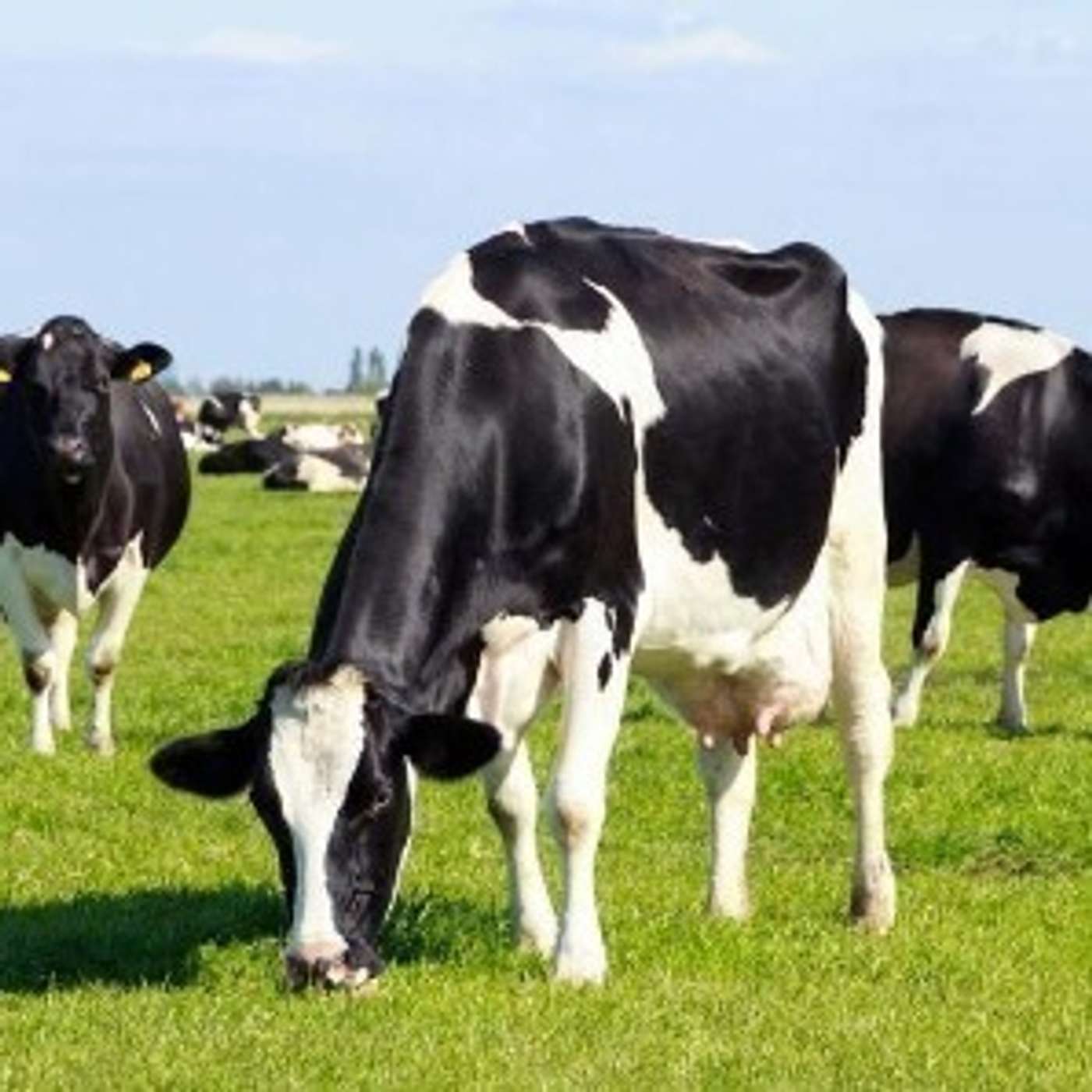 Minimising the spread of mastitis in mid-lactation