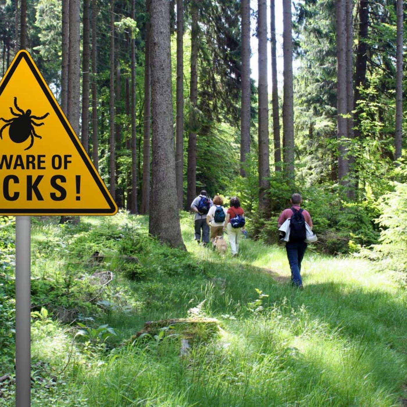 Study Reveals Corn Genetics Breakthrough, Catalyst Design Boosts Hydrogen Production, Piperacillin Revolutionizes Lyme Treatment, Study Reveals Tumor Spread Pathway, and more...