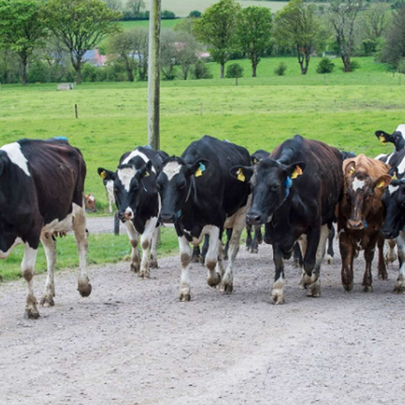 The National Farm Survey Preliminary Results 2024