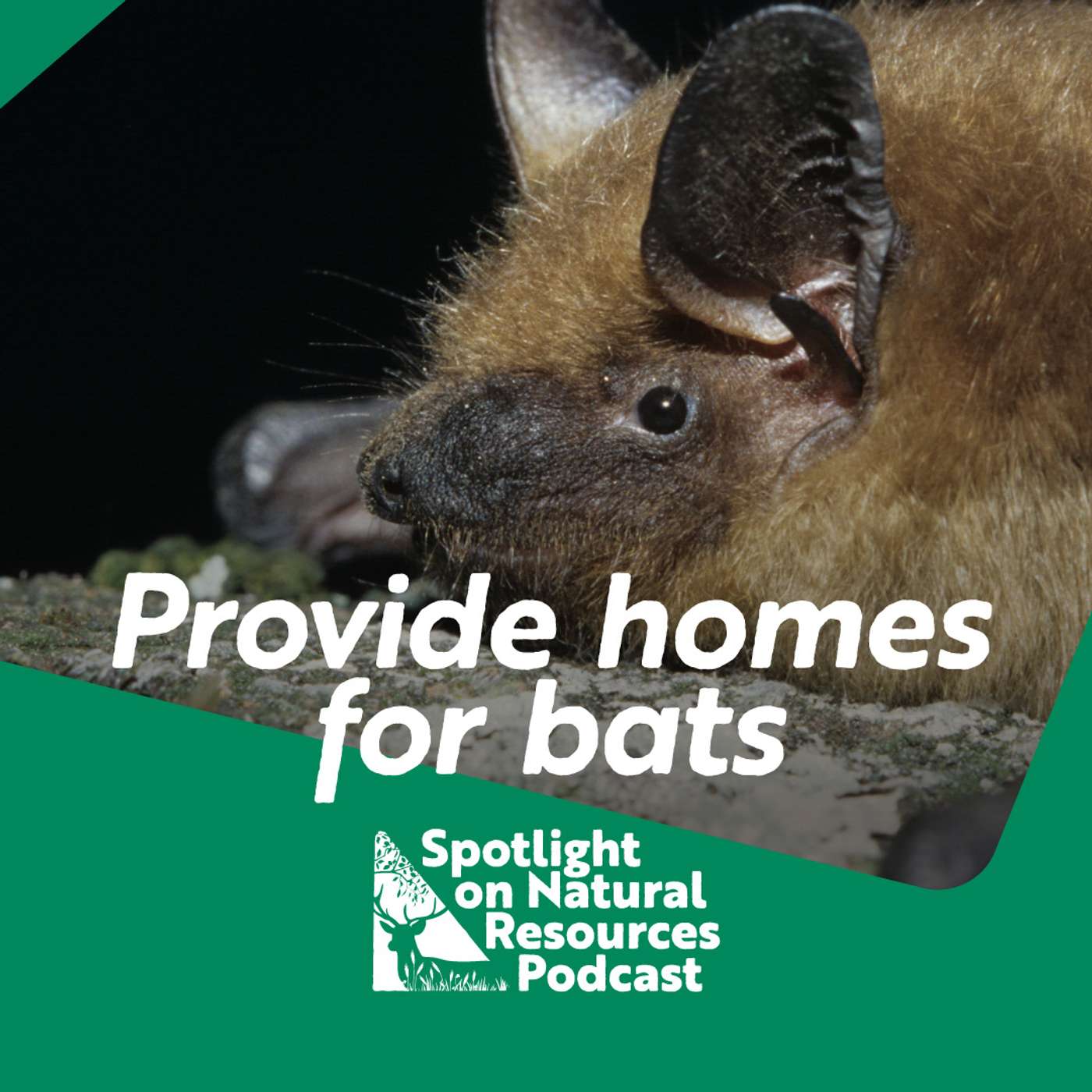Providing Natural and Artificial Homes for Bats