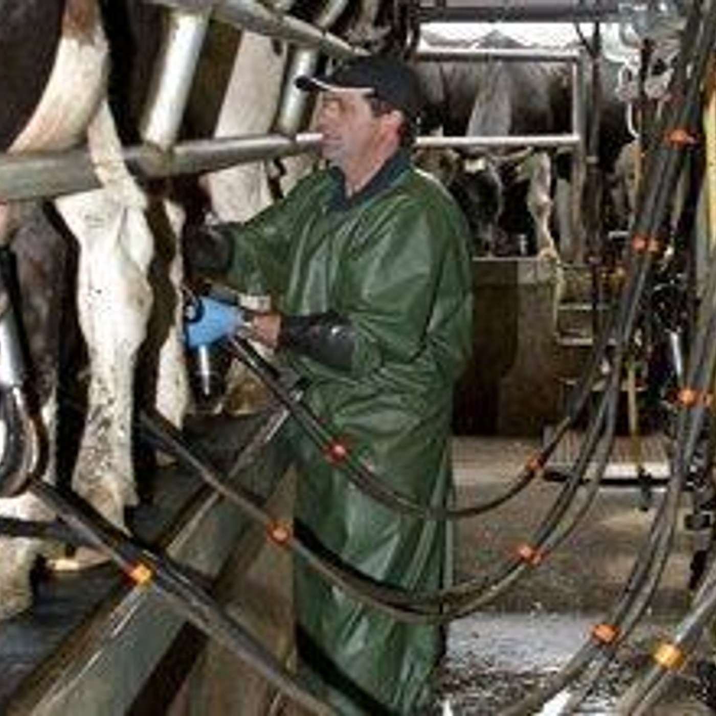 Achieve work-life balance with once-a-day milking