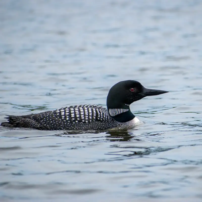DNR Loon Monitoring Program In Field Report