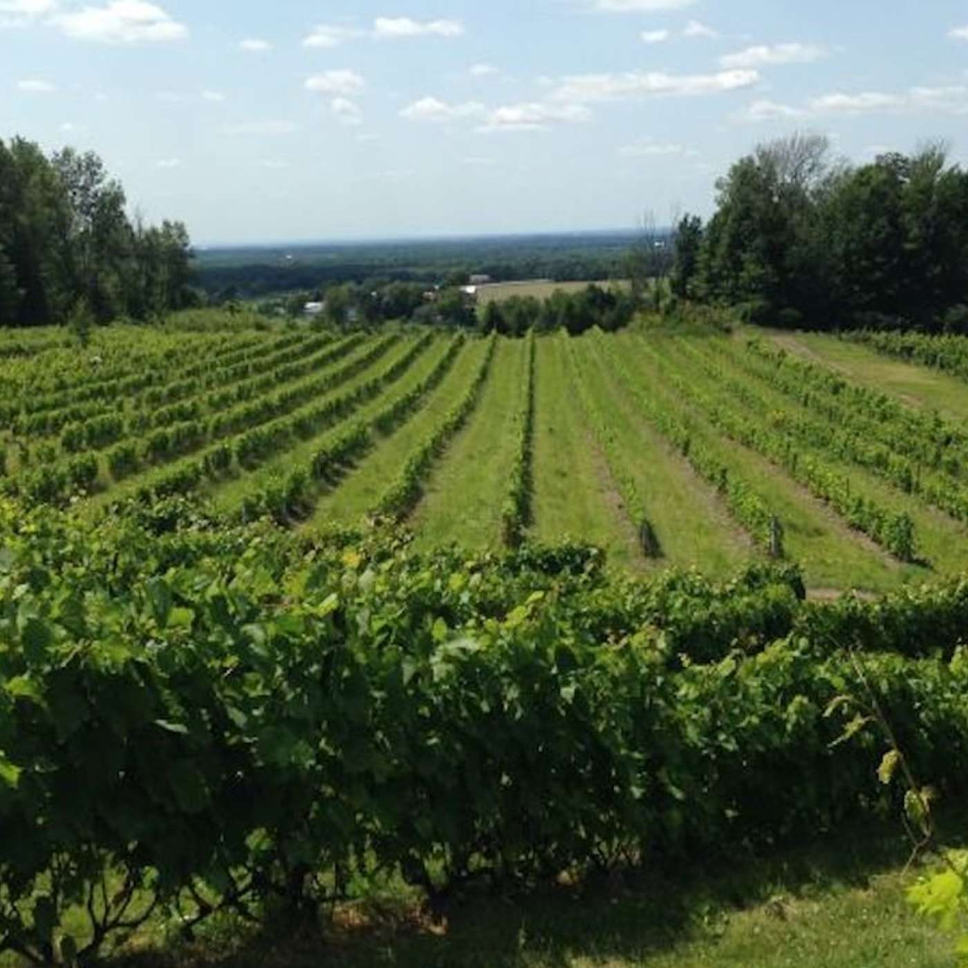 Vins et climat : un bon cocktail ? Vins et climat : un bon cocktail ?