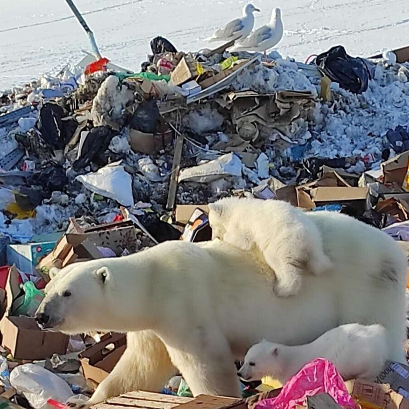 Белых медведей с медвежатами сфотографировали на свалке на Новой Земле