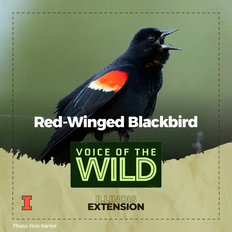 Episode 42: Red-Winged Blackbird – Voice of the Wild