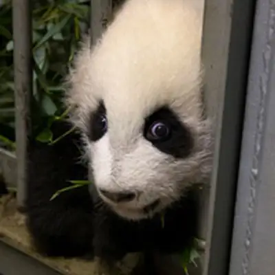 image of podcast supporter