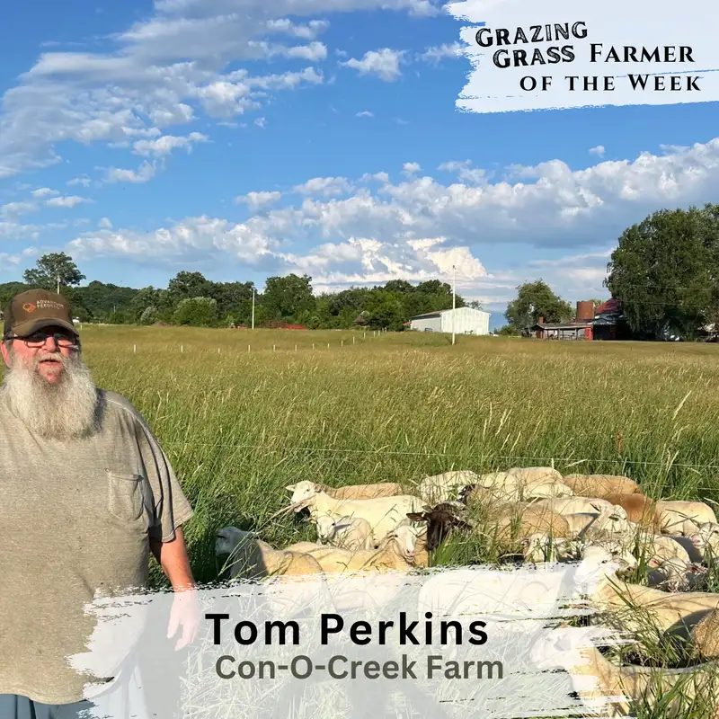 166. Grazing Sheep with Big Tom Perkins