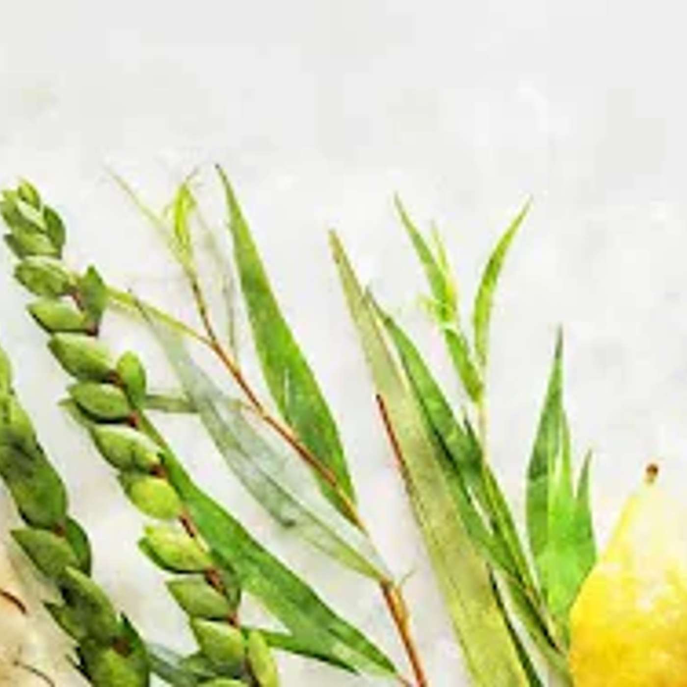 חקירות ועיונים בדיני ארבעת המינים▪️ הרב נחמנסון ▪️ (בית כנסת חב"ד כפר סבא)***