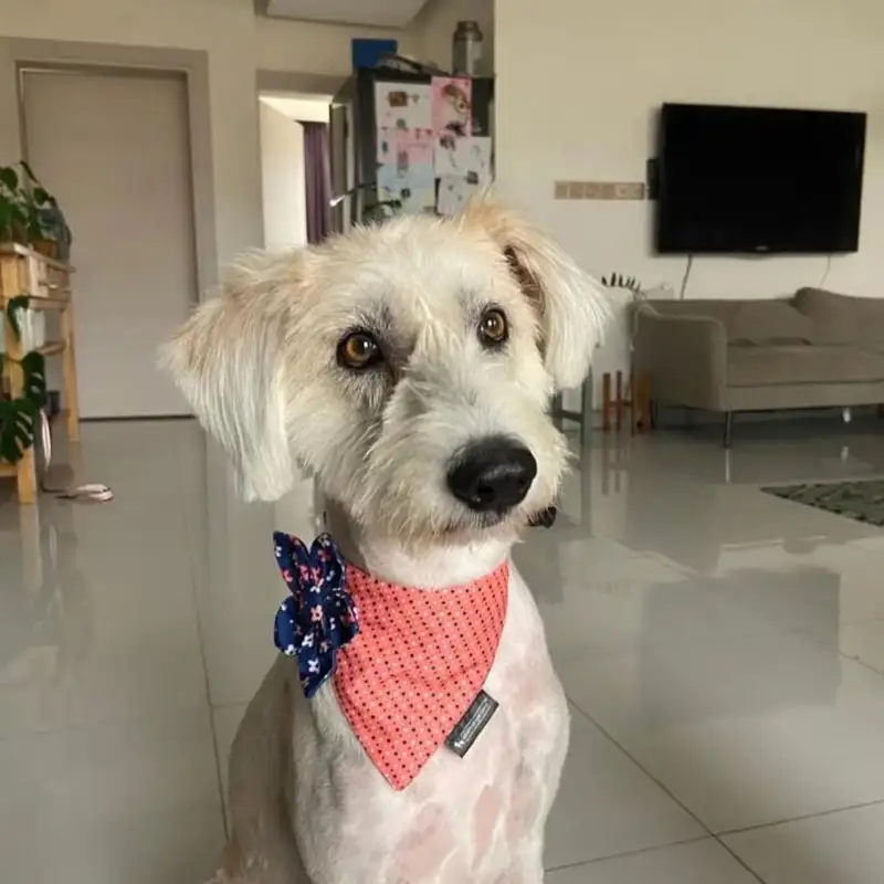 Muscat Dog Adoption | Liz Wood