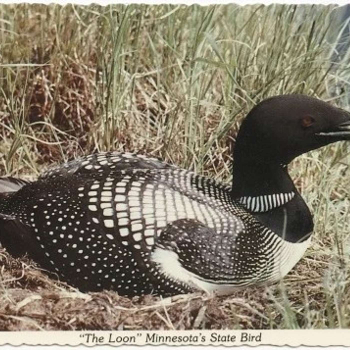 Minnesota’s State Bird episode artwork
