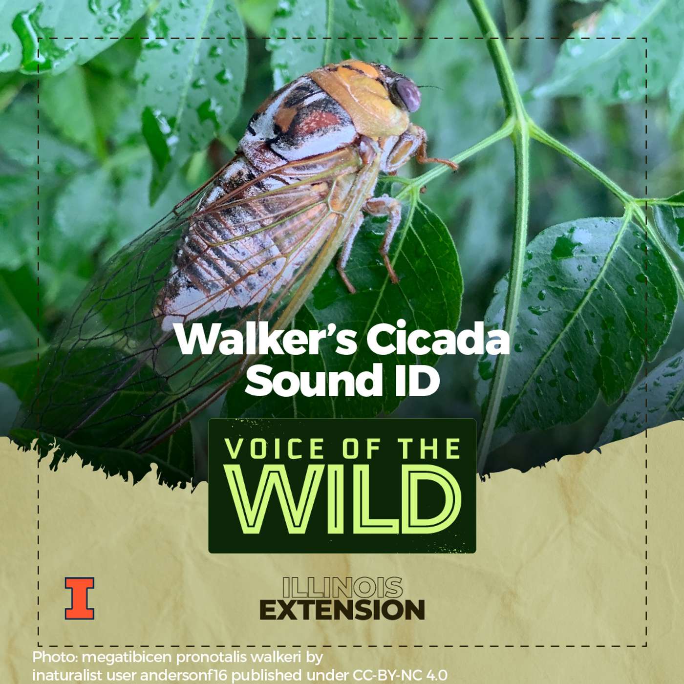 Episode 68: Walker’s Cicada – Voice of the Wild