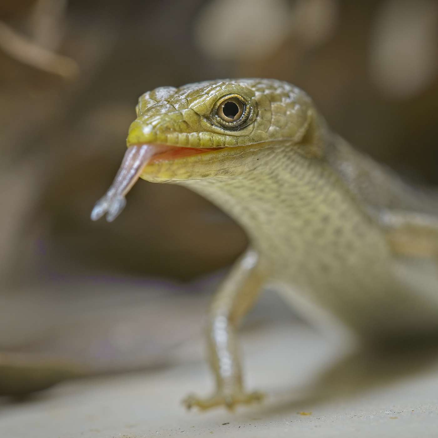 "I hadn't realized these creatures were here."  Interview with David Bozsik