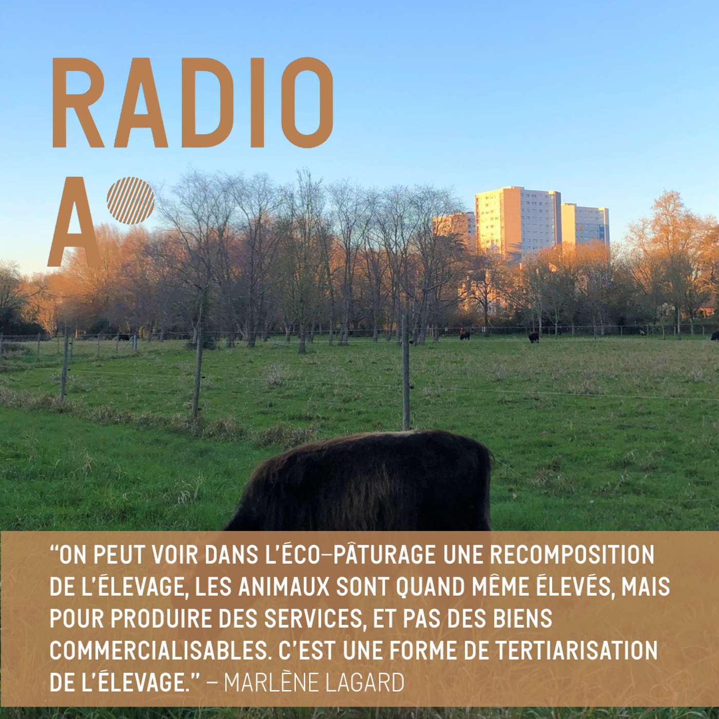 Chèvres, vaches, moutons : les animaux, nouveaux jardiniers des villes ?