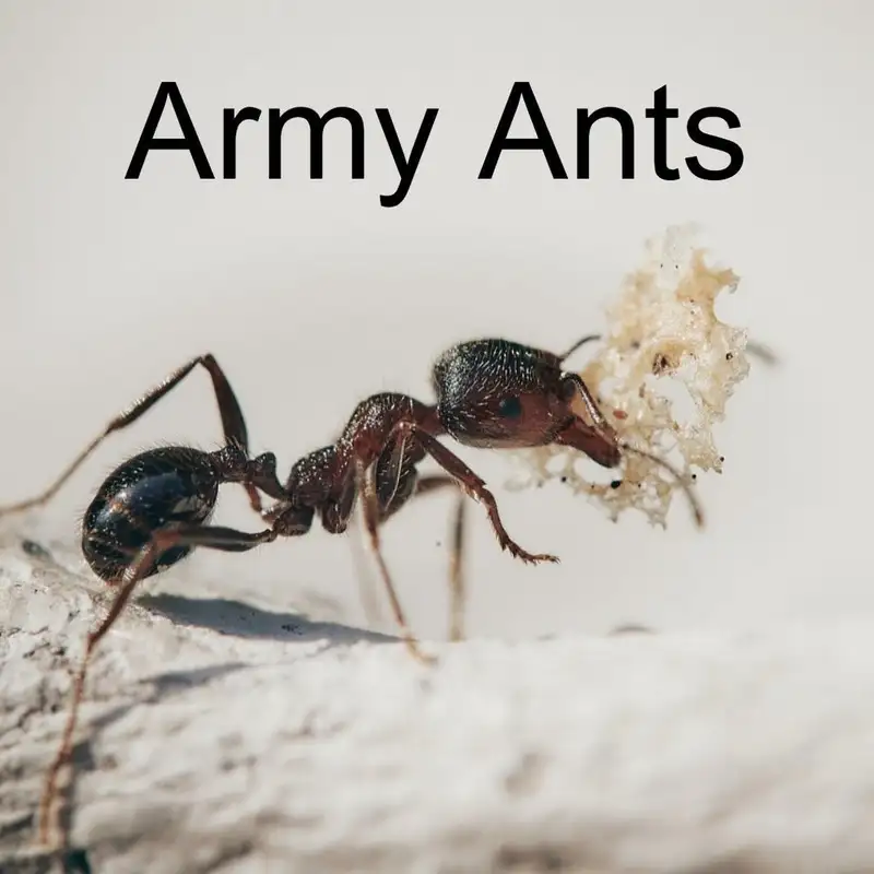 Army Ants