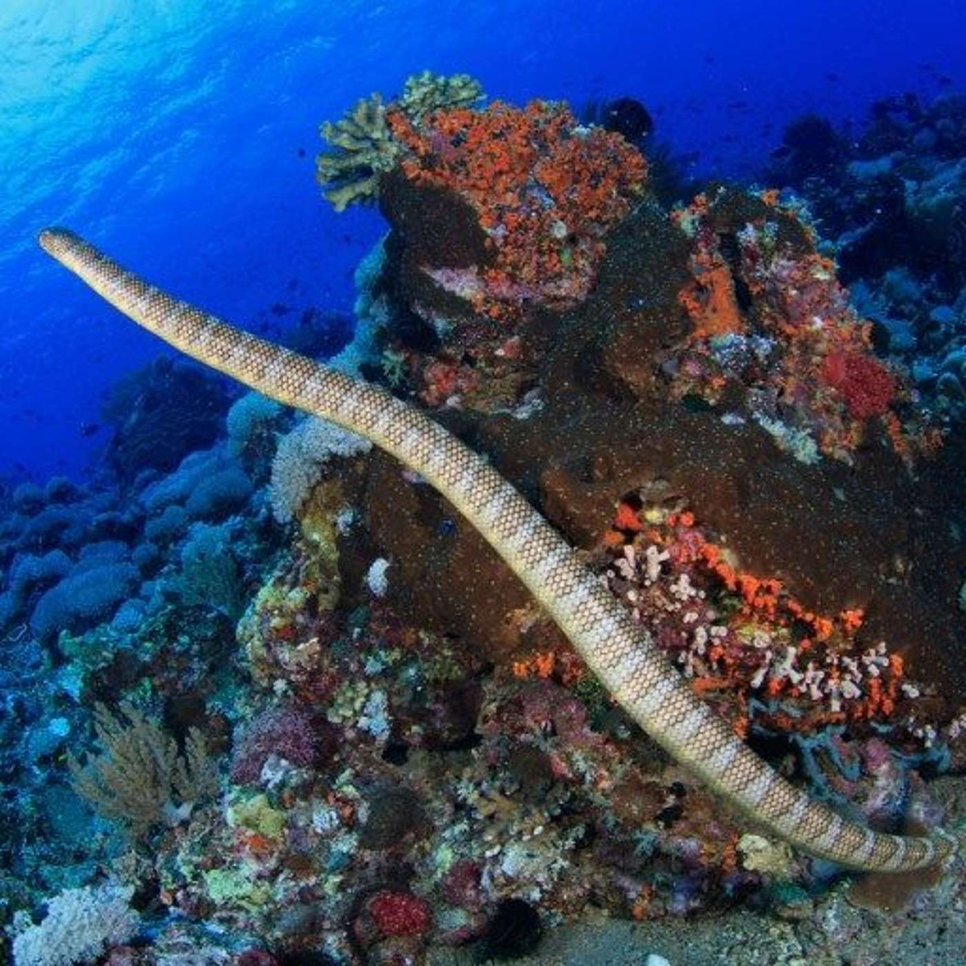 Should You Worry About Sea Snakes in UAE Beaches? (13.10.21)