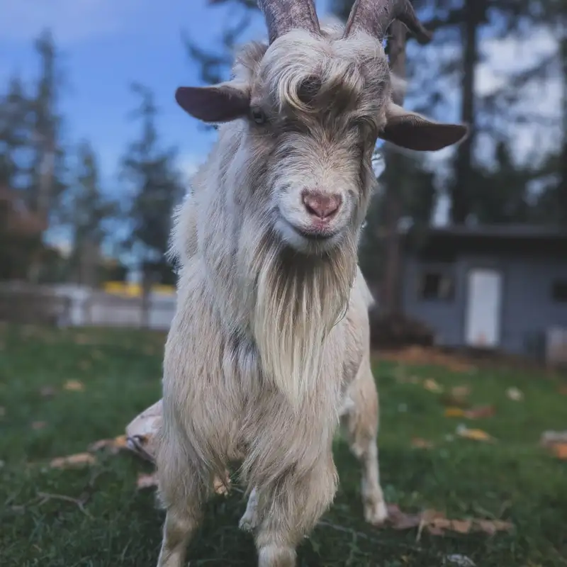 Sweet creature: lost goat “Harry Styles” wins hearts in Comox Valley