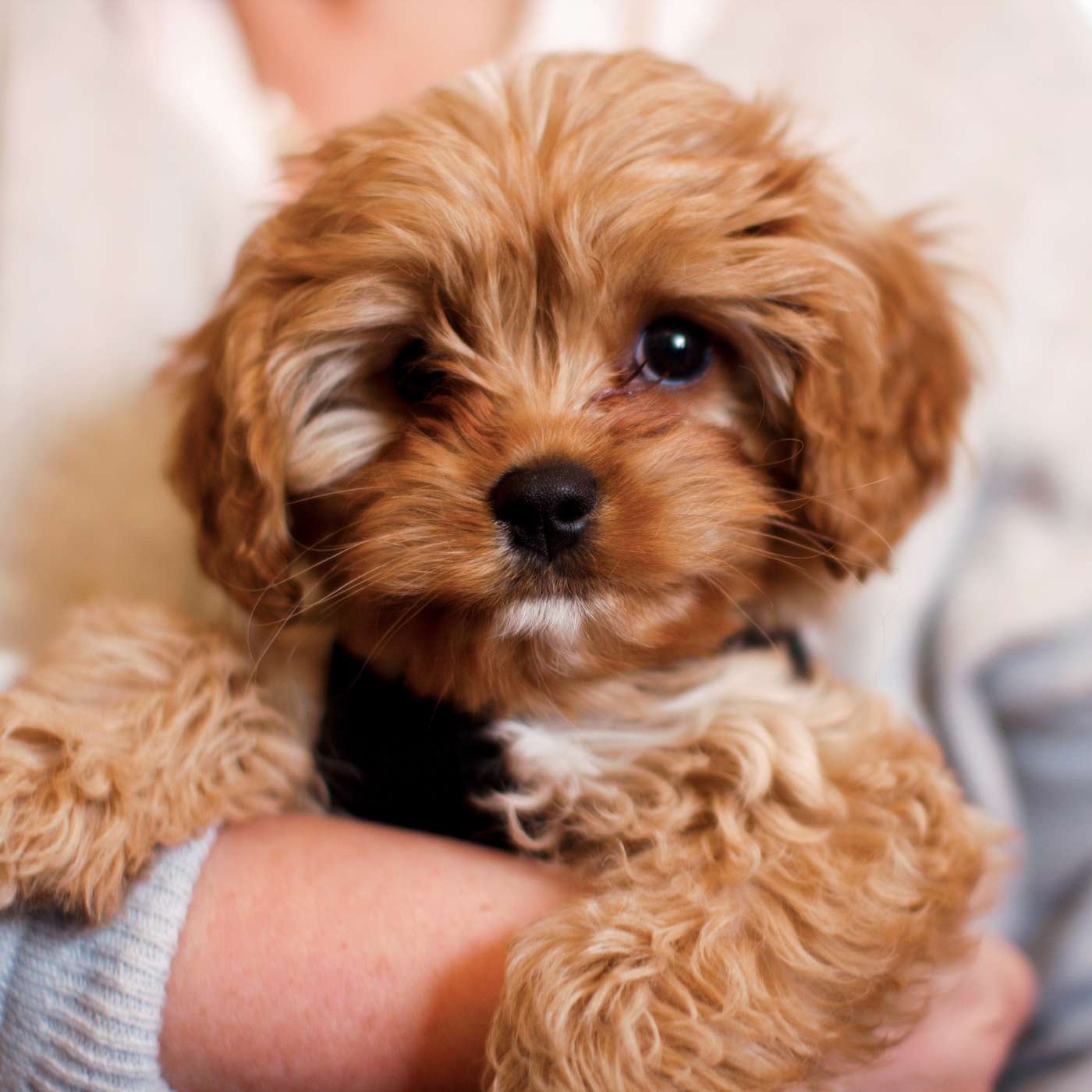 Harmony at Home: The Role of Music in Raising a Well-Adjusted Puppy