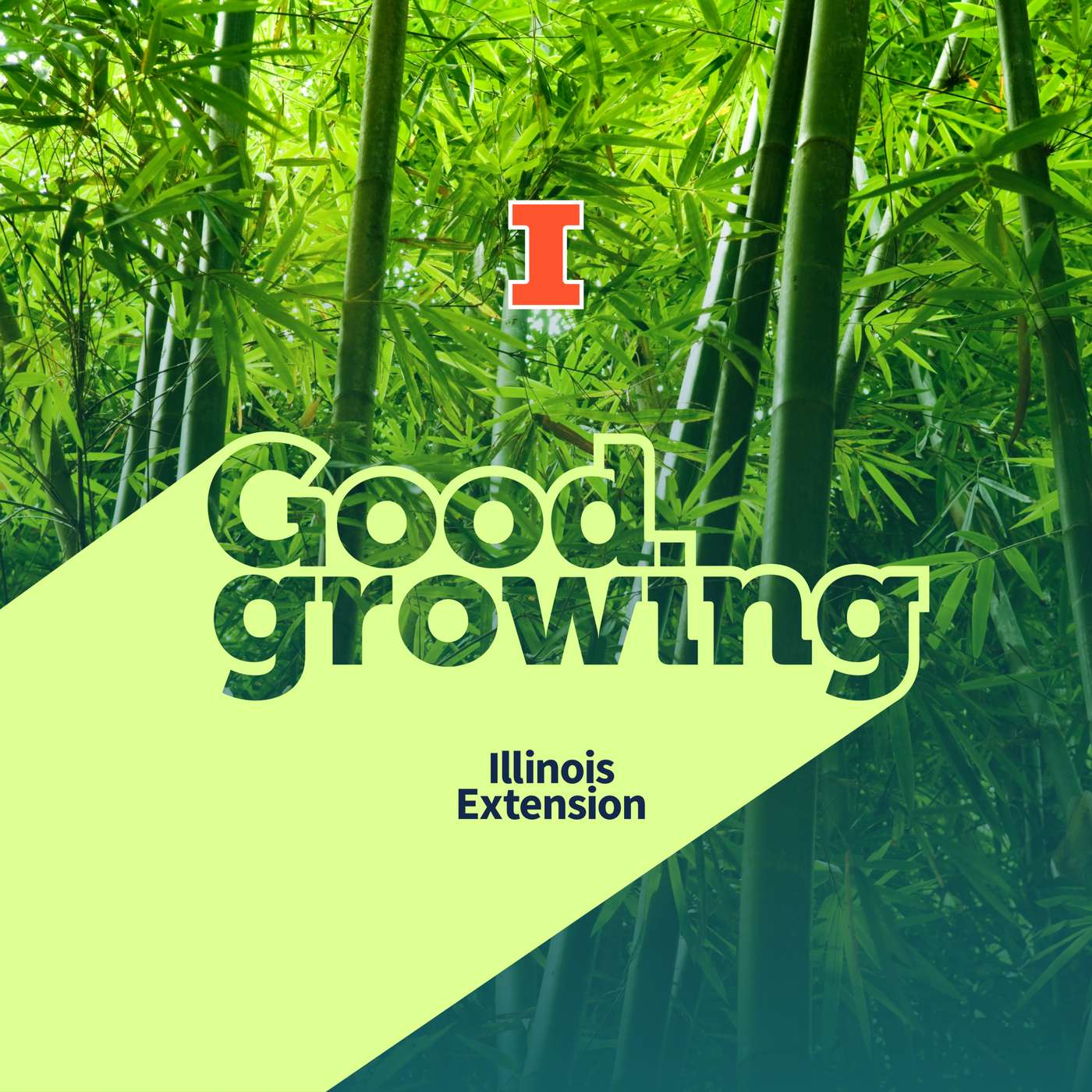 Gardenbite: Containing the Uncontainable: Managing Bamboo | #GoodGrowing episode artwork