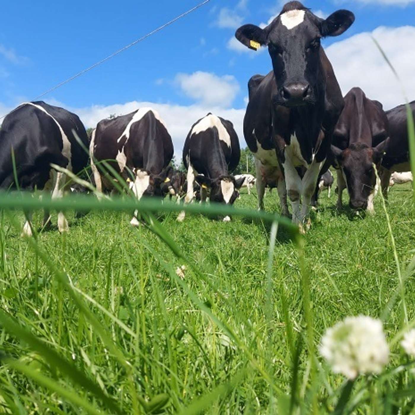 Reviewing the grassland situation and advice for the remainder of the grazing season