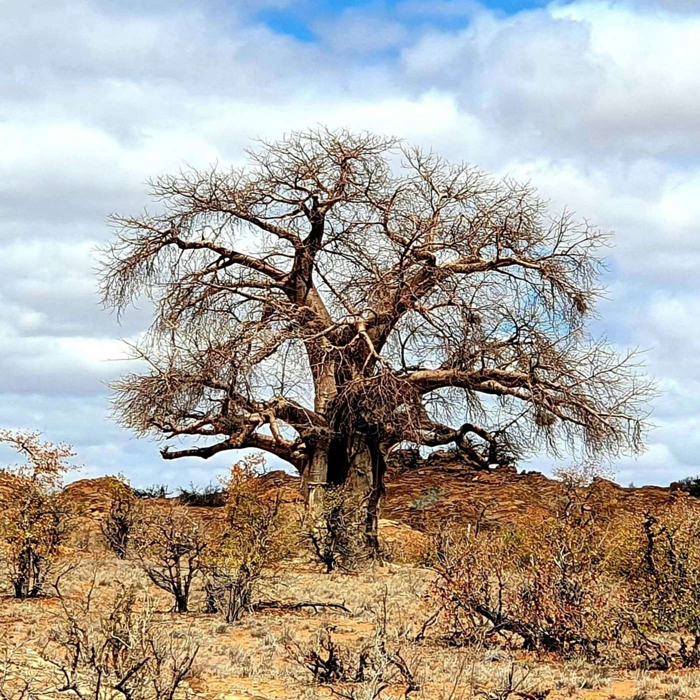 Ambar Van Der Wath Unpacks Baobab Network's $20K Toe-Dipping Investment Proposition