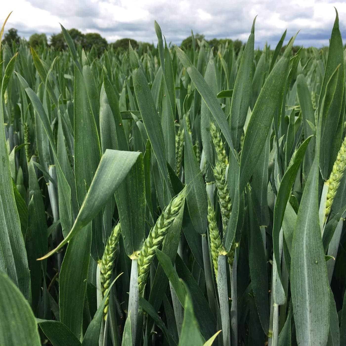 Varieties for 2026 – a report from Goldcrop’s open day Varieties for 2026 – a report from Goldcrop’s open day