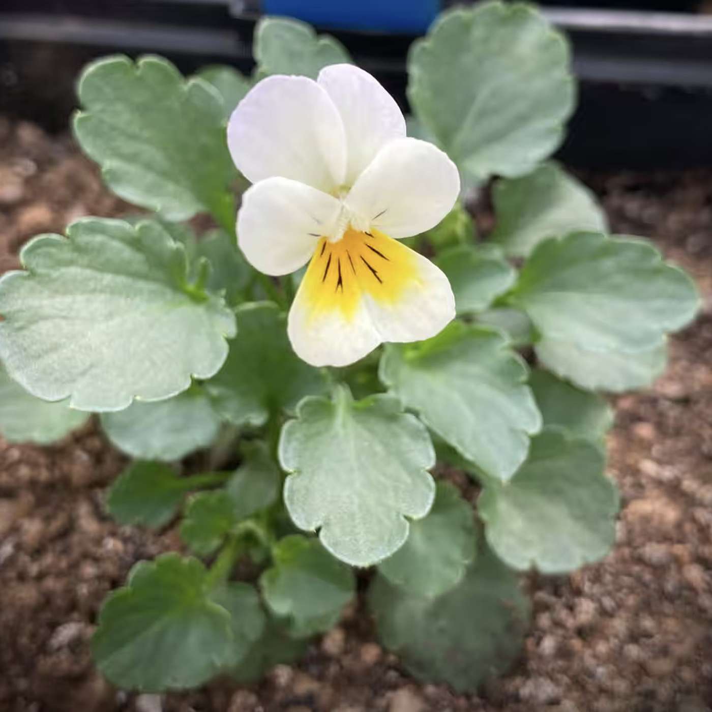 MIT Researchers Use Deep Learning to Discover Potential Antibiotic for Drug-Resistant Bacteria, NASA Plans International Moon Mission by 2025, Wildflowers Shrink in Size Amid Declining Insect Populations, and more...