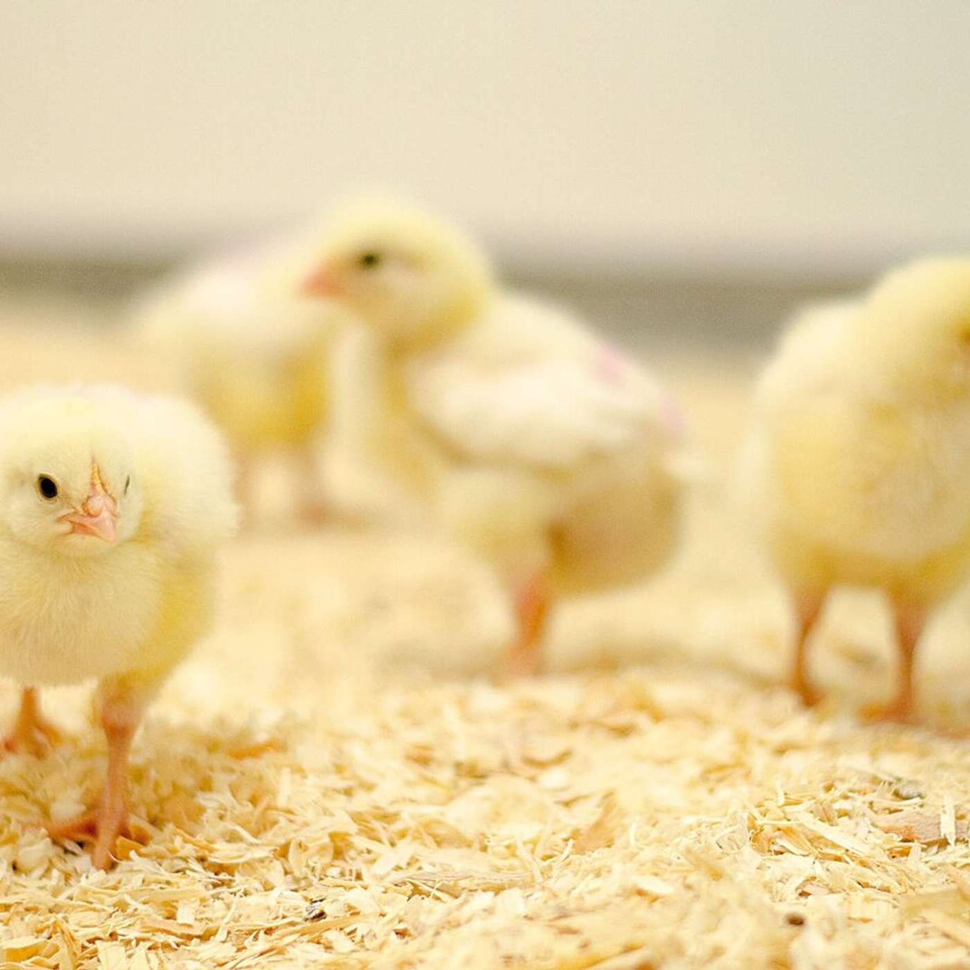 Irish Broiler Production: Standards, Scale & Sustainability