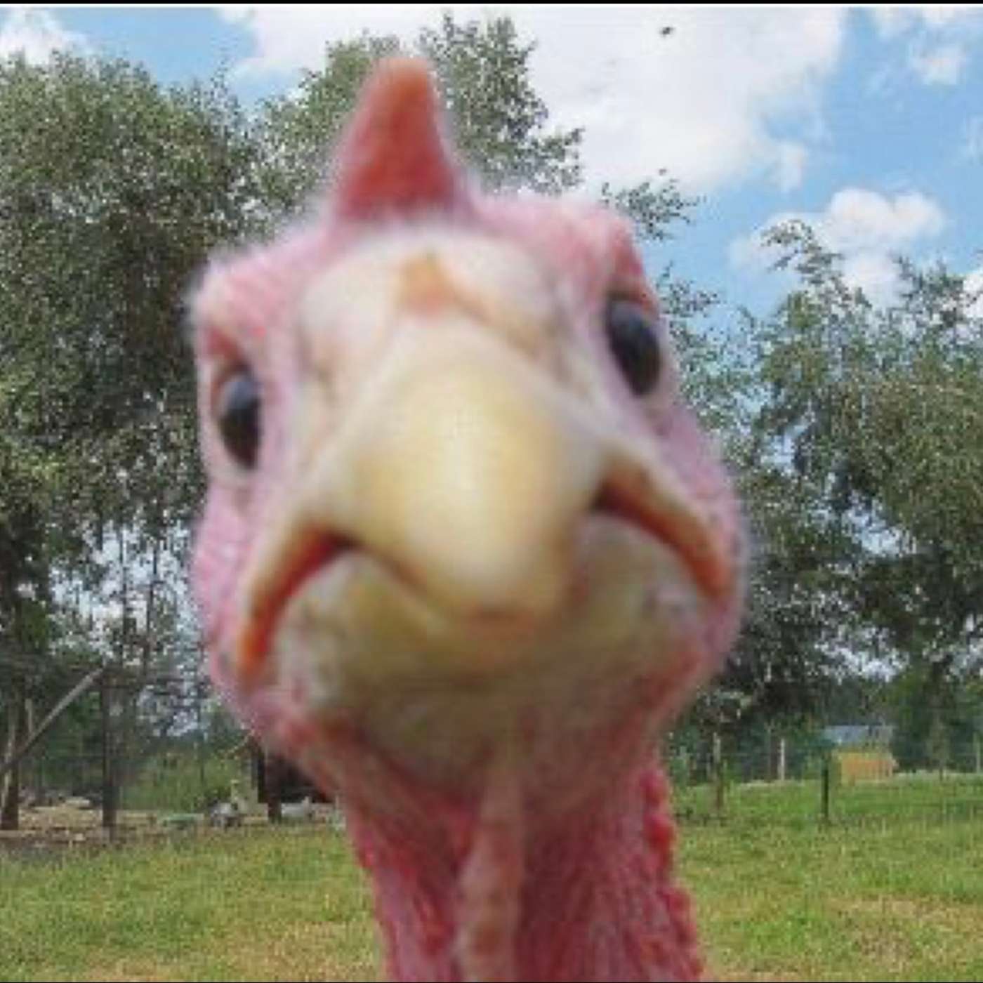 Debbie Matthews Show 11-29-25 It’s a Spicy Thanksgiving. Debbie Matthews Show 11-29-25 It’s a Spicy Thanksgiving.