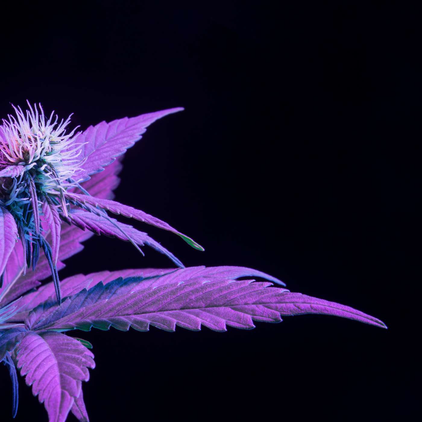 Ep. 234 - Update on Vape Lawsuite in Texas Ep. 234 - Update on Vape Lawsuite in Texas