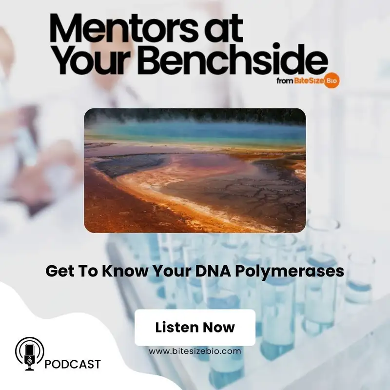 Different DNA Polymerases Explained