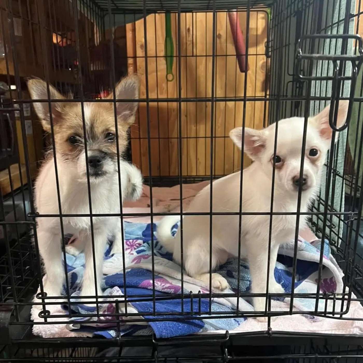 Mendocino County Relaunches Spay & Neuter Program episode artwork